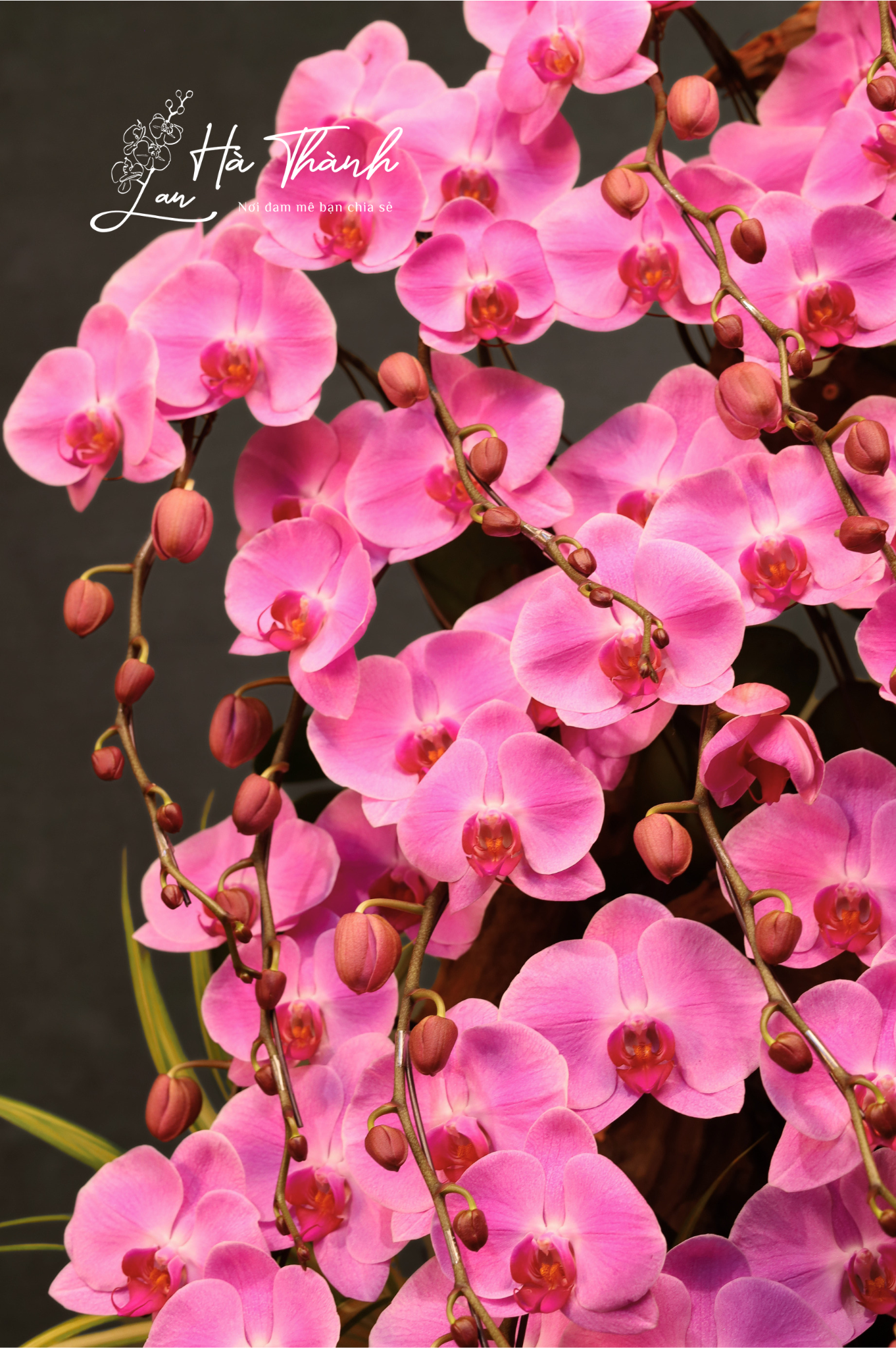 Chậu Lan Hồ Điệp Hồng “Dòng Thác Thịnh Vượng” – Đẳng Cấp Từ Lan Hà Thành